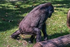 0401-all-weather zoo munster-western flatland gorilla