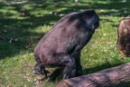 0402-all-weather zoo munster-western flatland gorilla
