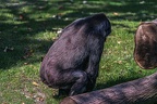 0403-all-weather zoo munster-western flatland gorilla