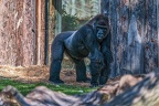 0404-all-weather zoo munster-western flatland gorilla