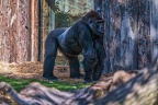 0408-all-weather zoo munster-western flatland gorilla