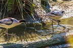 0461-all-weather zoo munster-avocet