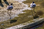 0462-all-weather zoo munster-avocet