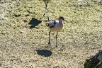 0464-all-weather zoo munster-avocet