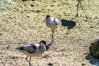 0465-all-weather zoo munster-avocet