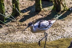 0466-all-weather zoo munster-avocet