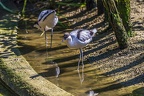 0467-all-weather zoo munster-avocet