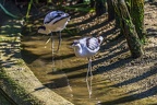 0469-all-weather zoo munster-avocet