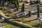 0471-all-weather zoo munster-avocet