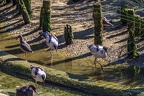 0473-all-weather zoo munster-avocet