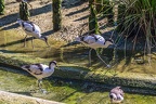 0474-all-weather zoo munster-avocet
