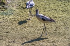 0476-all-weather zoo munster-avocet