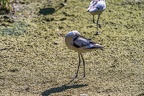 0477-all-weather zoo munster-avocet
