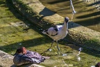 0479-all-weather zoo munster-avocet