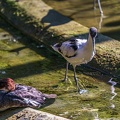 0480-all-weather zoo munster-avocet