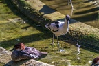0480-all-weather zoo munster-avocet