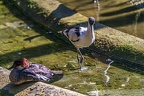 0481-all-weather zoo munster-avocet