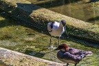 0482-all-weather zoo munster-avocet