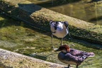 0483-all-weather zoo munster-avocet