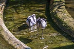 0484-all-weather zoo munster-avocet