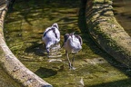 0485-all-weather zoo munster-avocet