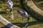 0487-all-weather zoo munster-avocet