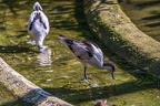 0488-all-weather zoo munster-avocet