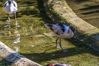 0490-all-weather zoo munster-avocet