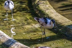 0491-all-weather zoo munster-avocet
