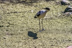 0493-all-weather zoo munster-avocet