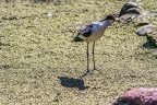 0494-all-weather zoo munster-avocet