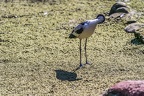 0495-all-weather zoo munster-avocet
