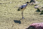 0496-all-weather zoo munster-avocet