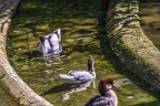 0511-all-weather zoo munster-avocet