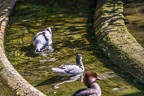 0513-all-weather zoo munster-avocet