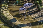 0514-all-weather zoo munster-avocet