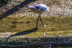 0516-all-weather zoo munster-avocet