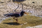 0517-all-weather zoo munster-oystercatcher