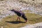 0518-all-weather zoo munster-oystercatcher