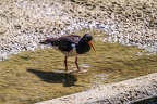 0519-all-weather zoo munster-oystercatcher