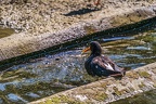 0520-all-weather zoo munster-oystercatcher