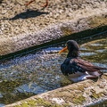 0521-all-weather zoo munster-oystercatcher