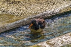 0552-all-weather zoo munster-oystercatcher