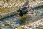 0561-all-weather zoo munster-oystercatcher