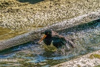 0587-all-weather zoo munster-oystercatcher