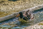 0588-all-weather zoo munster-oystercatcher