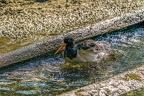 0597-all-weather zoo munster-oystercatcher