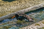 0604-all-weather zoo munster-oystercatcher