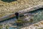 0607-all-weather zoo munster-oystercatcher