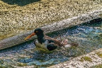 0608-all-weather zoo munster-oystercatcher